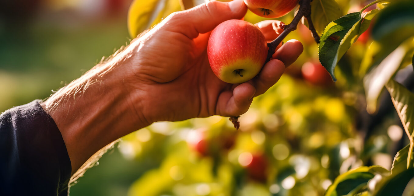When to Pick Apples and How to Store Them – Mother Earth News - Vimarsana News